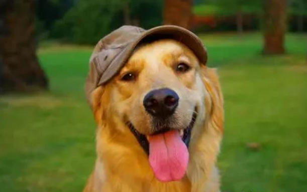 Why Do Dogs Stick Out Their Tongues in Hot Weather? | Dog Cooling Tips & Heat Safety