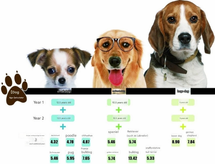 How Long Do Dogs Live? The Complete Guide to Canine Longevity